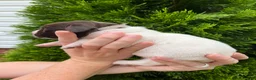 German Shorthaired Pointer dogs for sale: German Shorthaired Pointer (MALE D) - Ad 5