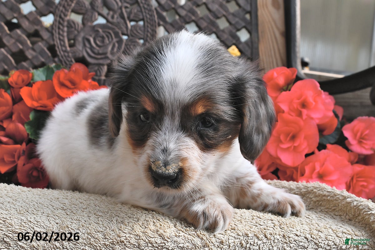 Miniature Dachshund dogs for sale: Buster - Ad 2
