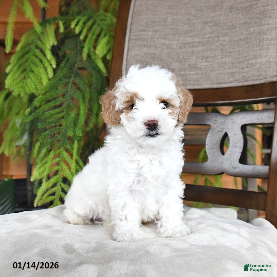 Maltipoo dogs for sale: Jem  - Ad 1
