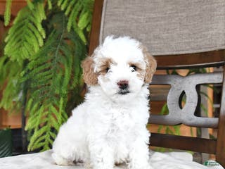 Maltipoo dogs Jem - Ad 17