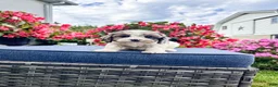Cavapoo dogs for sale: Poppy - Ad 4