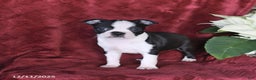 Boston Terrier dogs for sale: Bella   - Ad 1