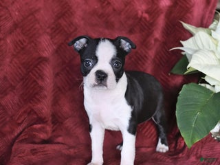 Boston Terrier dogs Bella - Ad 19