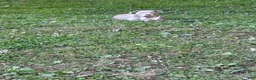 American Bully dogs for sale: American Bully 1 - Ad 11