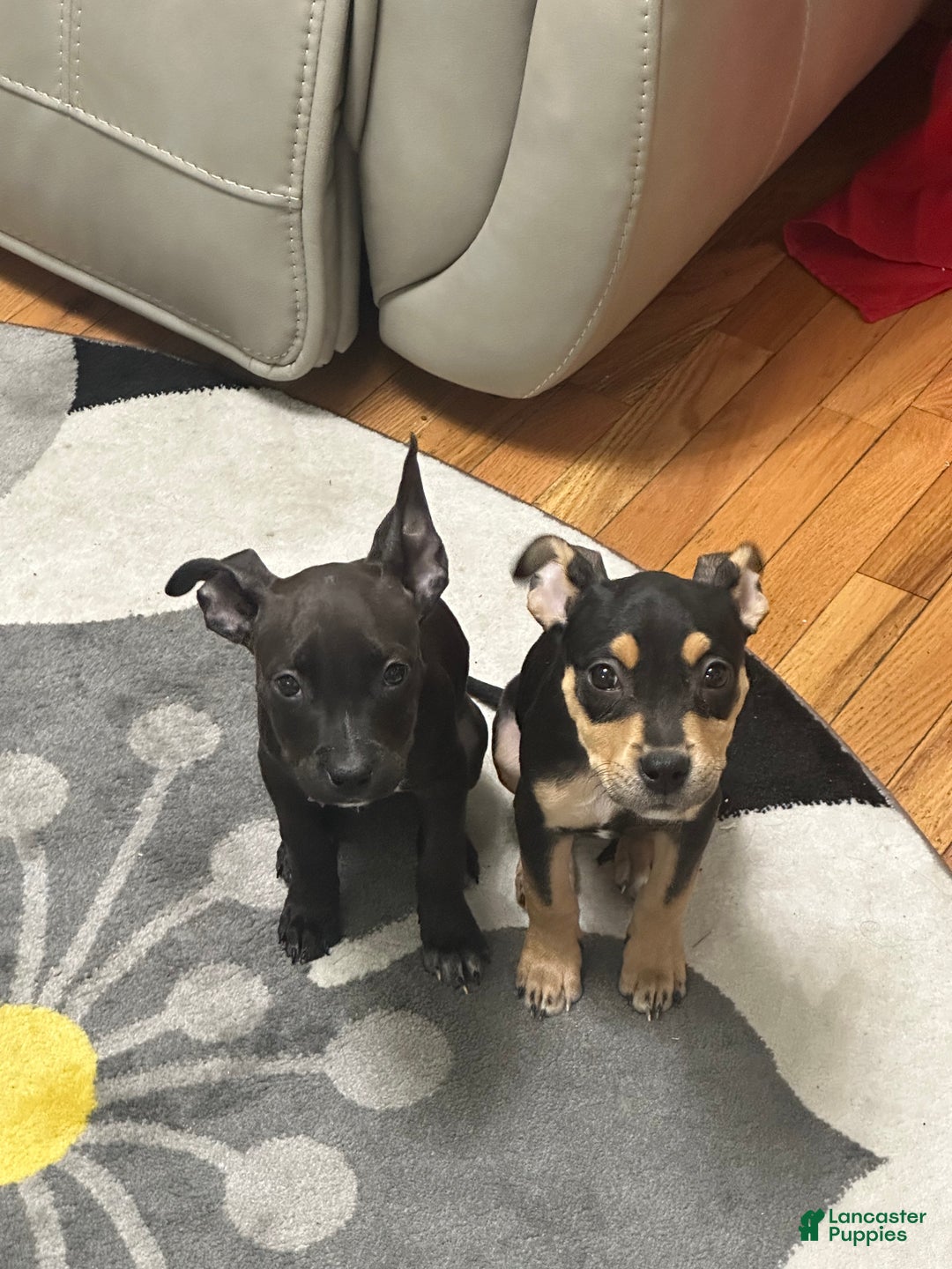 Mixed Breed dogs for sale: 🐾 Meet Our Little Beauty with the Unique Brown Mask! 🐶🤎 - Ad 5