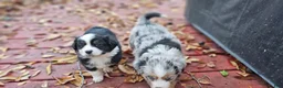 Miniature Australian Shepherd dogs for sale: Cake - Ad 8