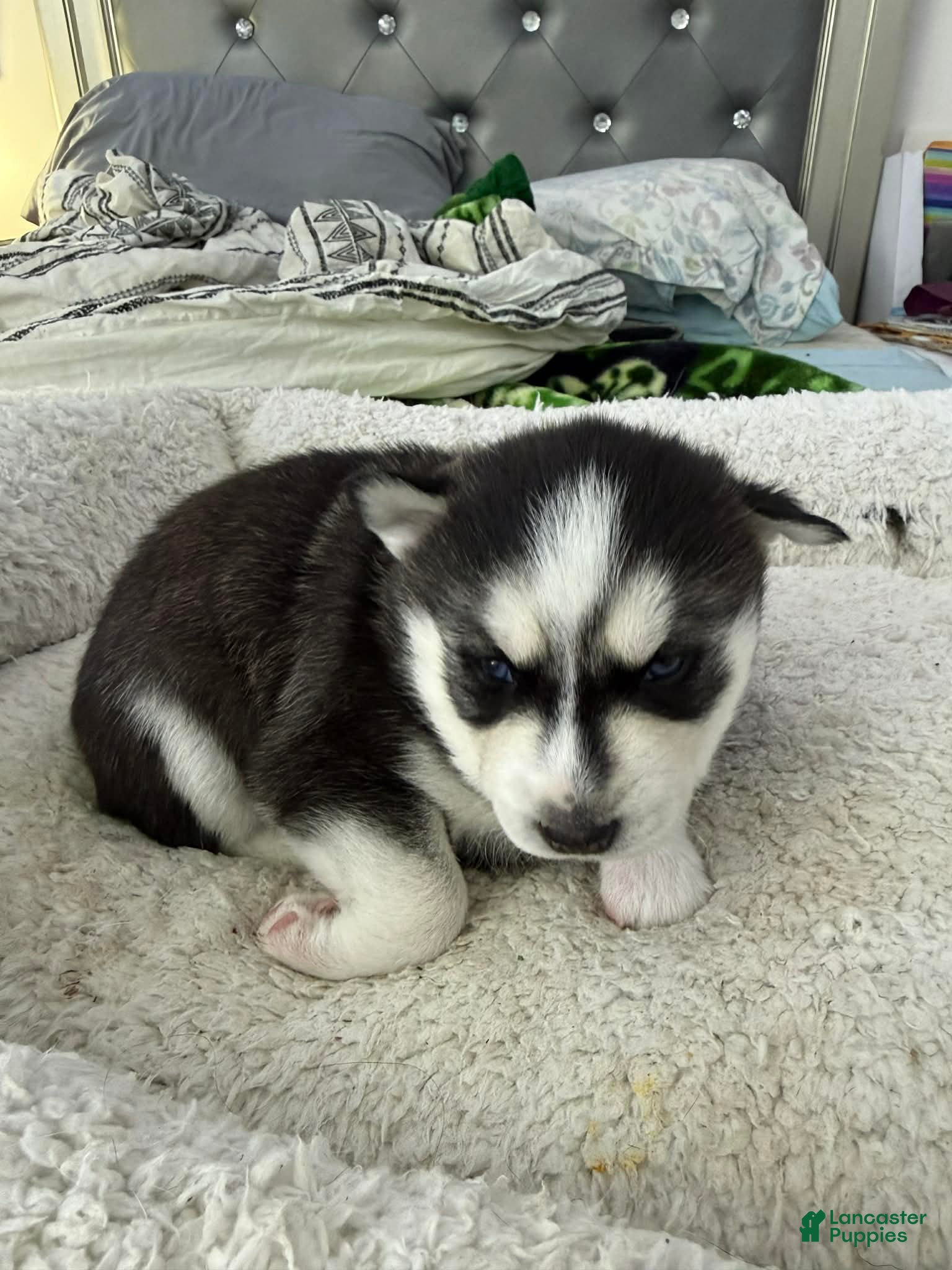 Siberian Husky dogs Ghost - Ad 2