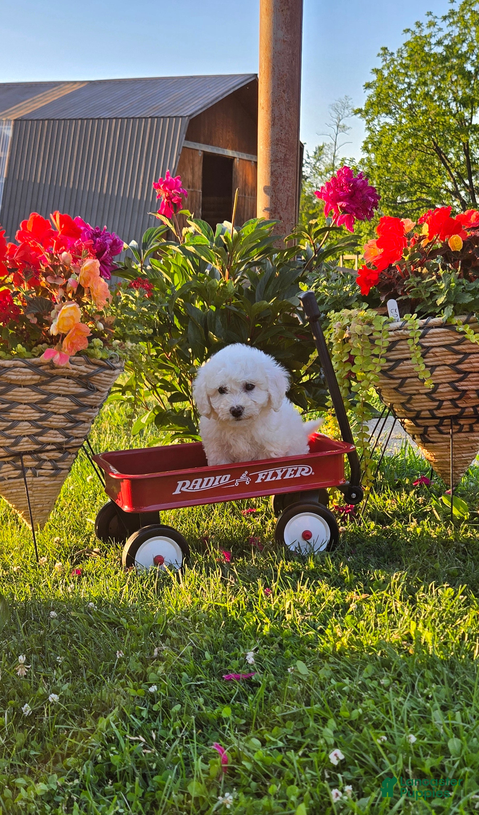 Bichon Frise dogs Sophie  - Ad 1