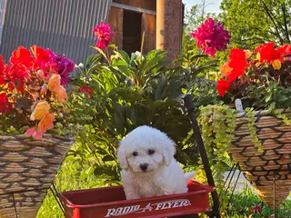 Bichon Frise dogs for sale: Sophie - Ad 2