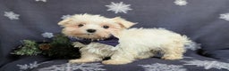 Maltese dogs for sale: Augustus 7 lbs Full Grown - Ad 1