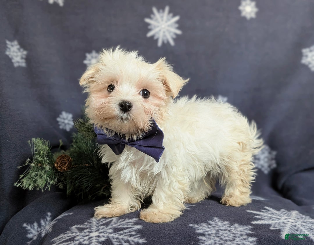 Maltese dogs for sale: Augustus 7 lbs Full Grown - Ad 1