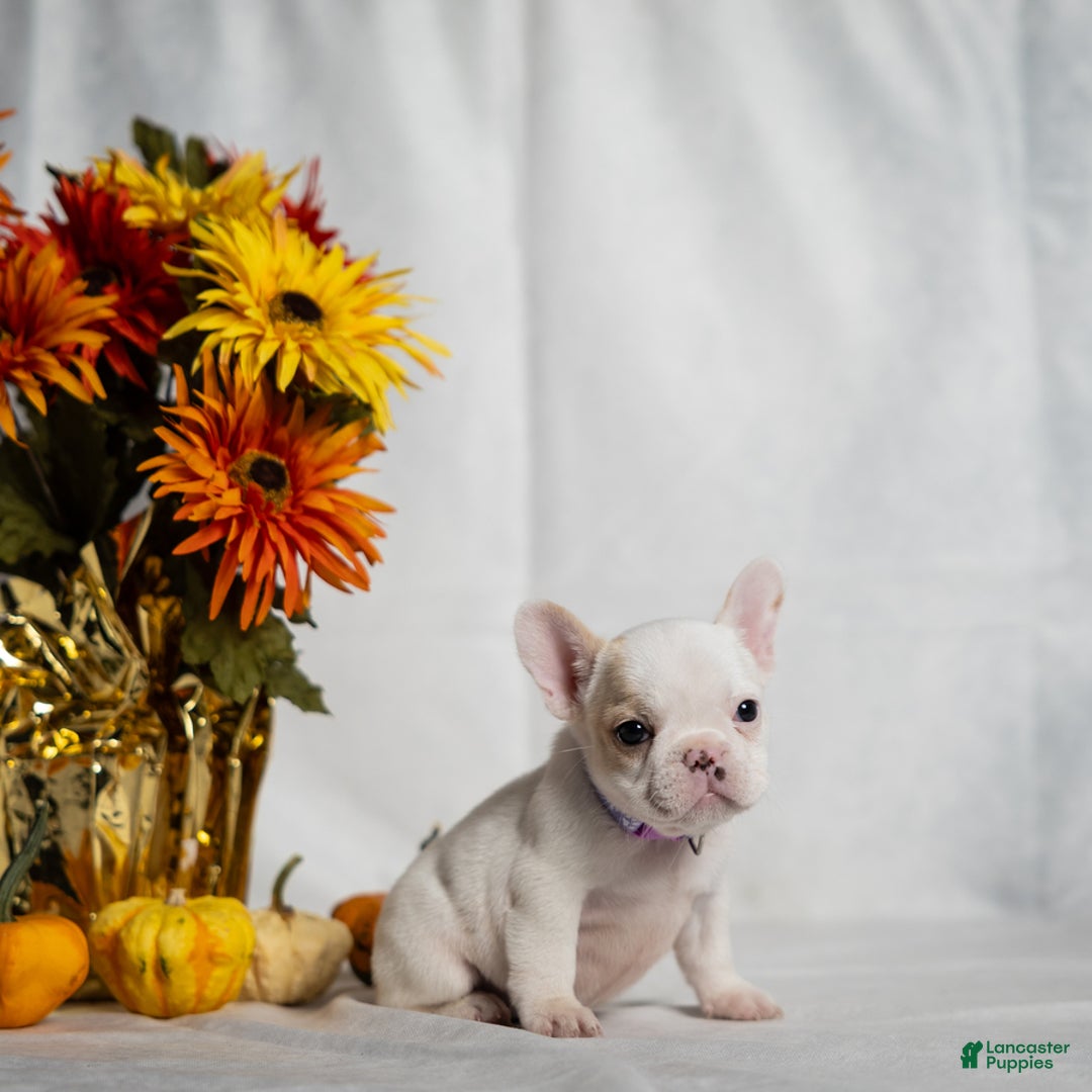 French Bulldog dogs for sale: Carey - Ad 2