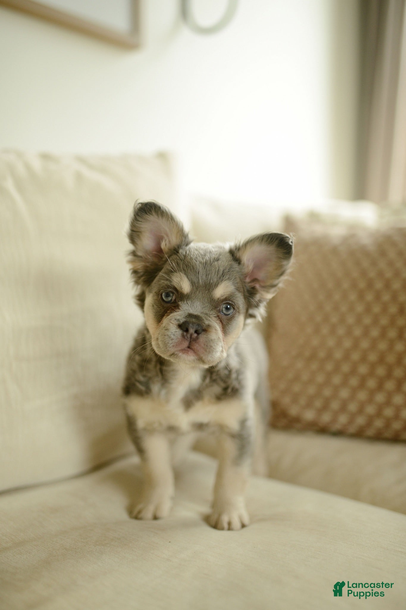 French Bulldog dogs River - Ad 1