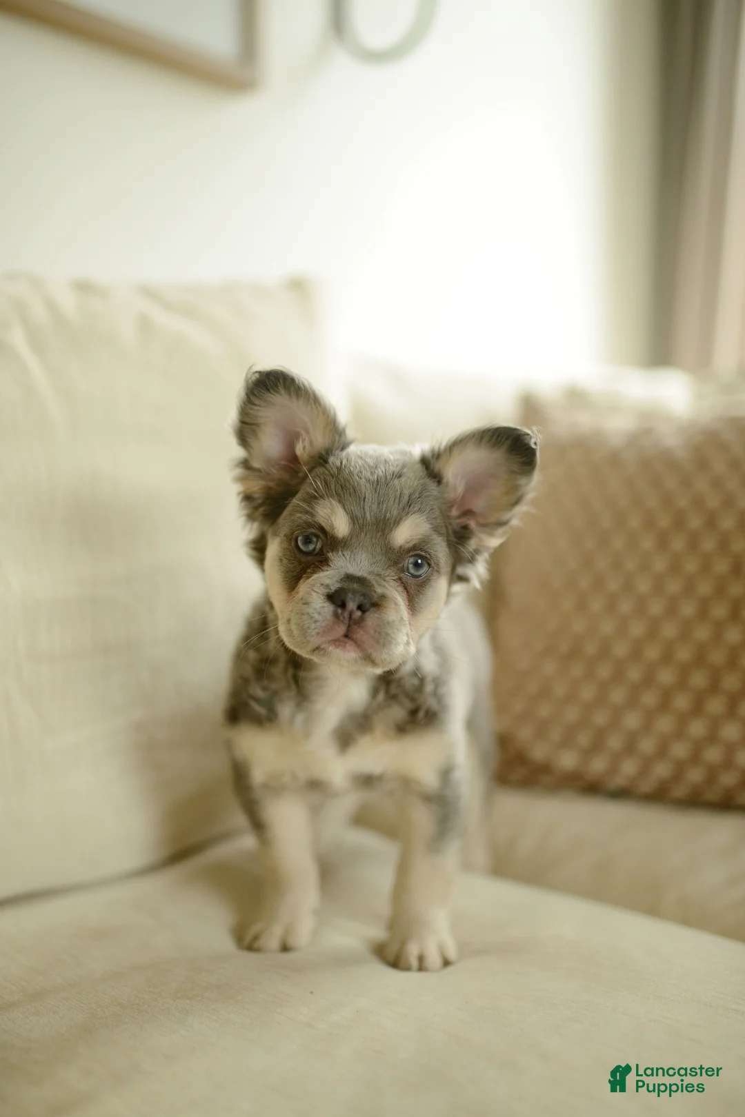 French Bulldog dogs for sale: River - Ad 1