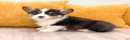 Welsh Corgi Pembroke dogs for sale: Mason - Ad 2