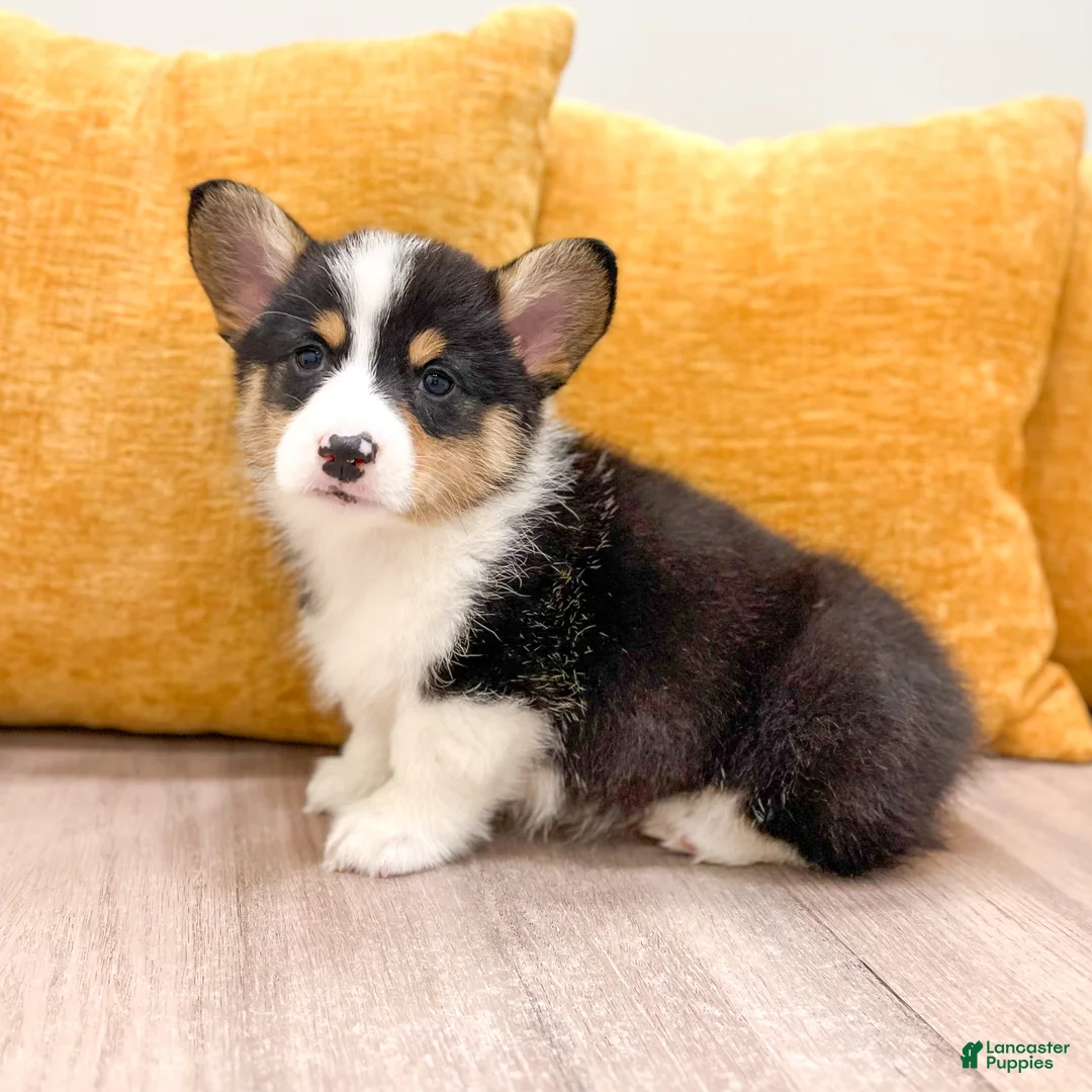 Welsh Corgi Pembroke dogs for sale: Mason - Ad 2