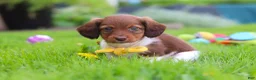 Miniature Dachshund dogs for sale: Archie - Ad 3