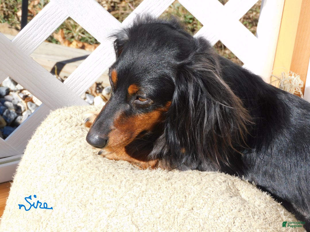 Miniature Dachshund dogs for sale: LMA's ChampionDoxie Snoop Dogg - Ad 51