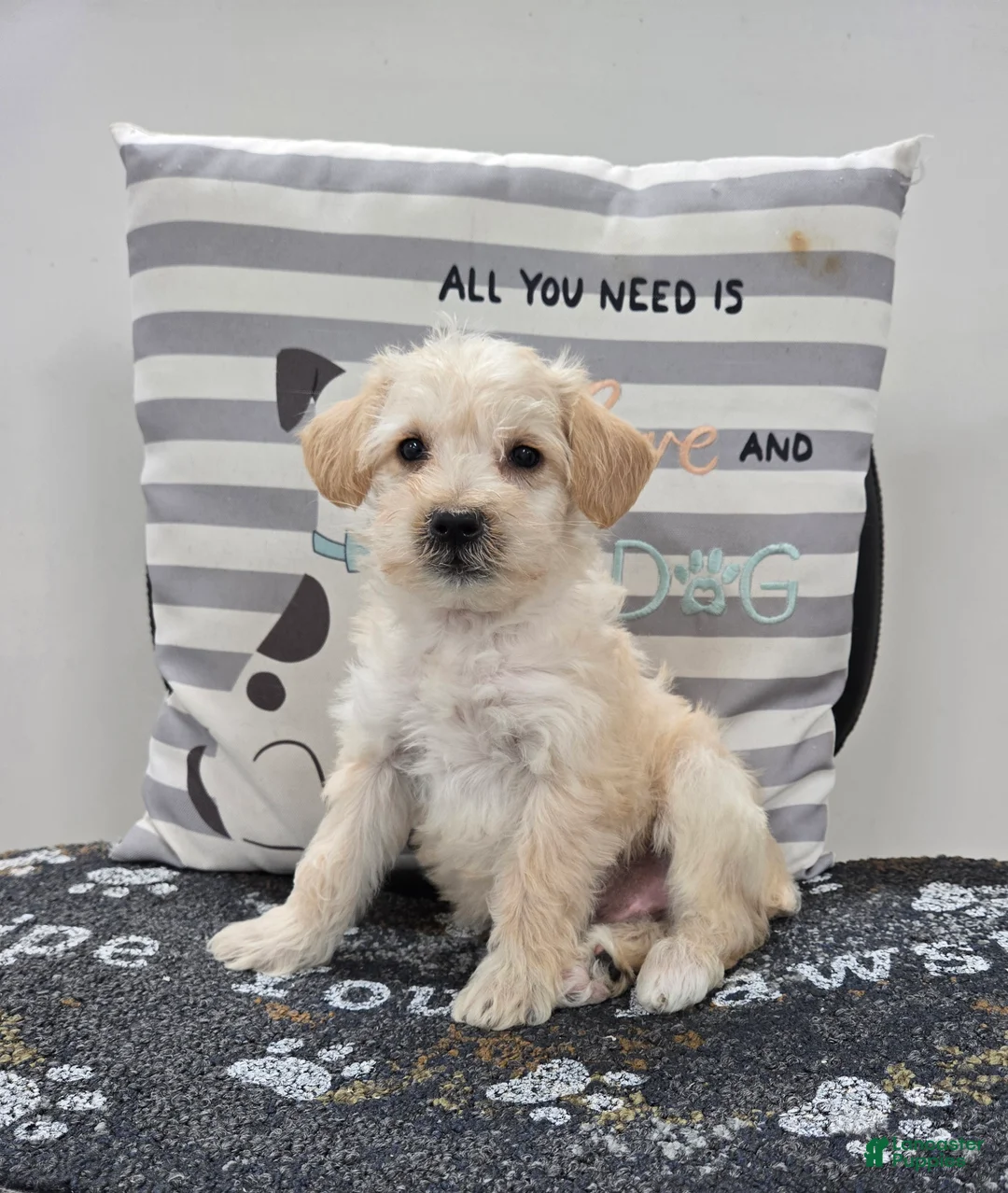 Schnoodle dogs for sale: Dewey - Ad 2