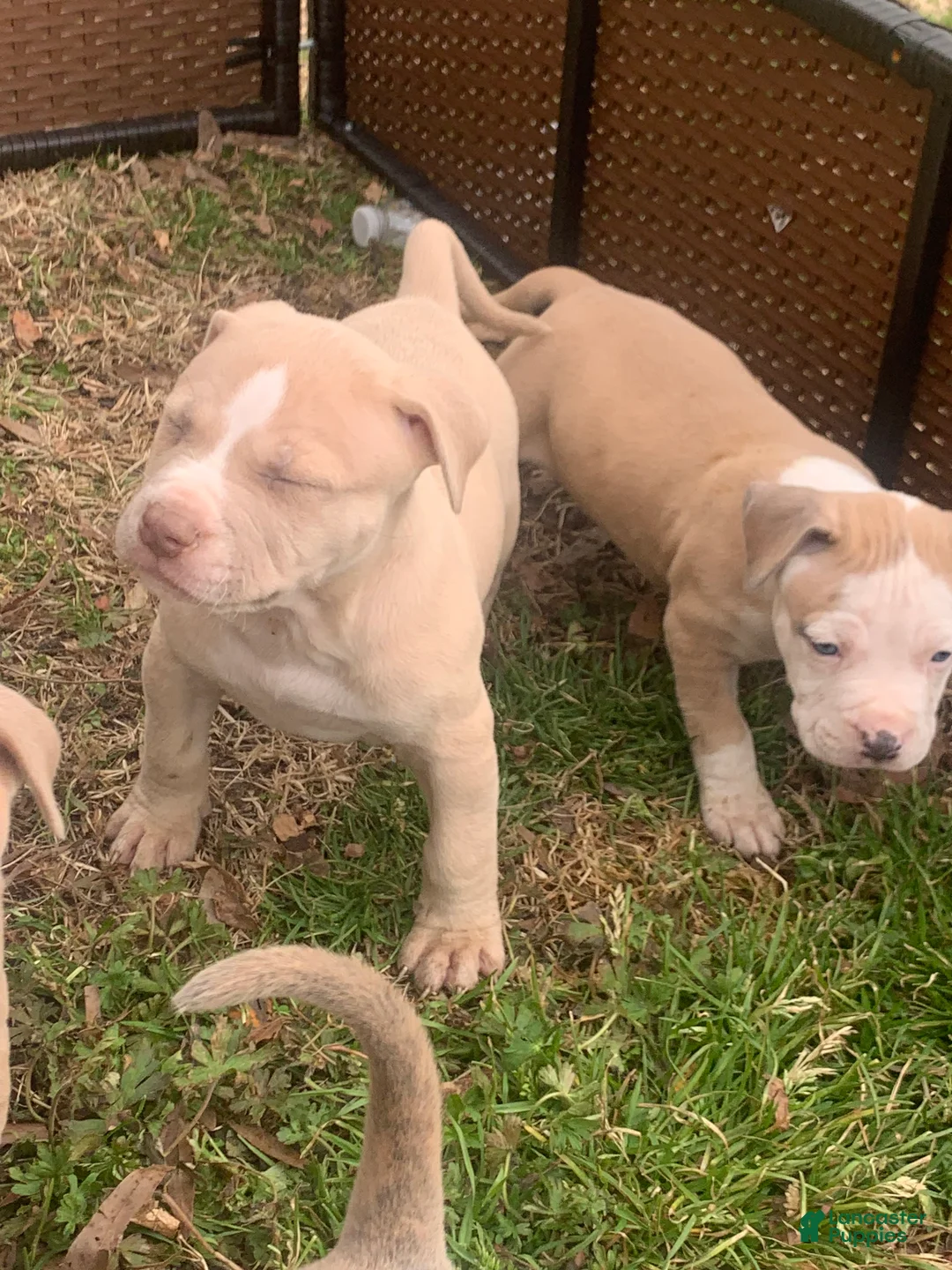 American Pit Bull Terrier dogs for sale: American Pit Bull Terrier Puppy 1 - Ad 3