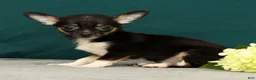 Chihuahua dogs for sale: Peanut - Ad 3
