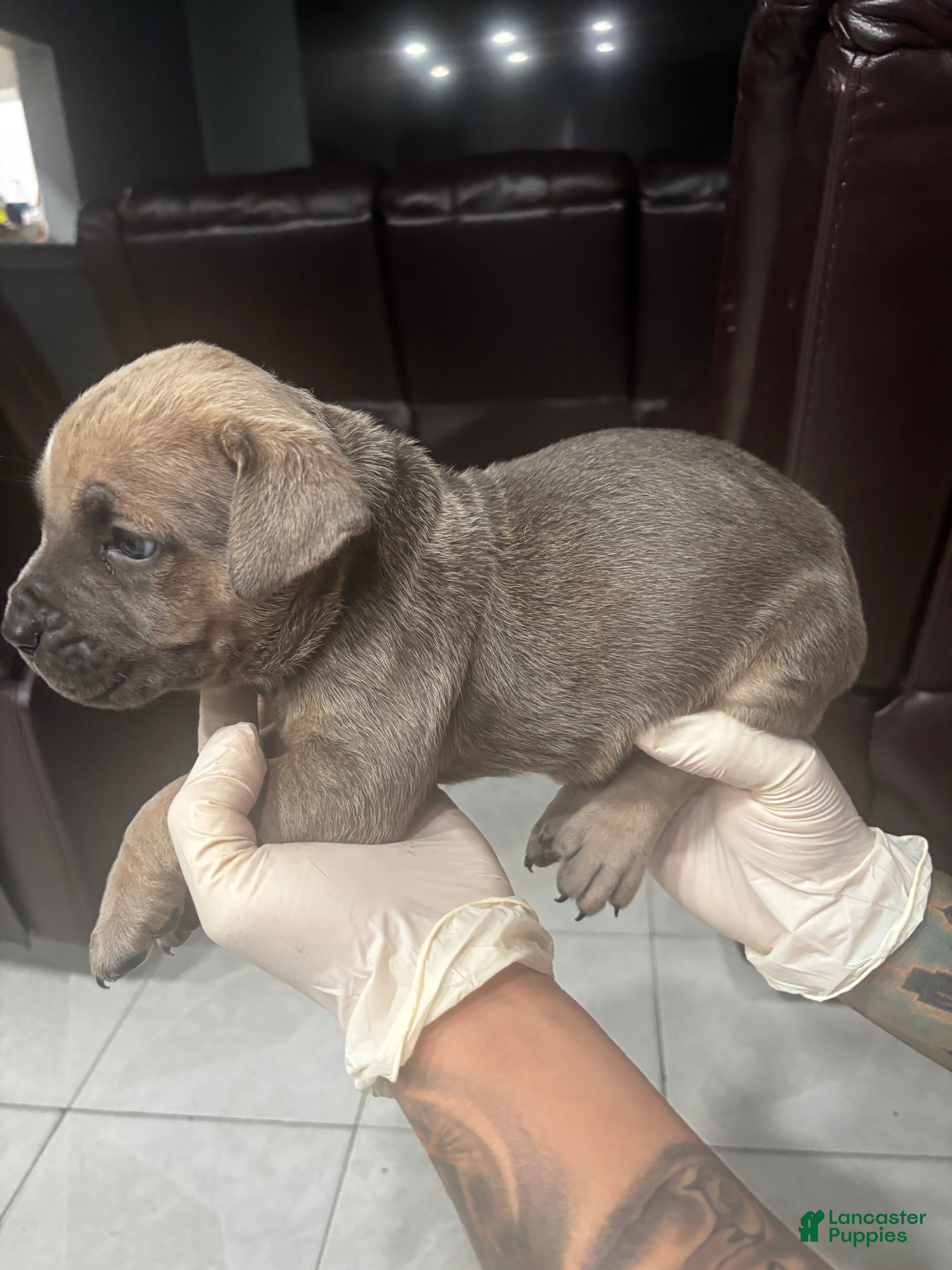 Cane Corso dogs Cane Corso Puppy 6 - Ad 4