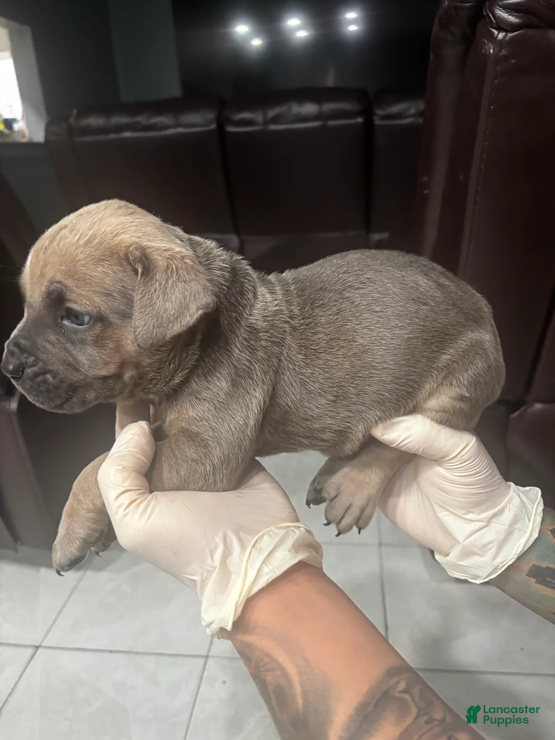 Cane Corso dogs for sale: Cane Corso Puppy 6 - Ad 1