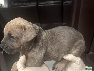 Cane Corso dogs Cane Corso Puppy 6 - Ad 4