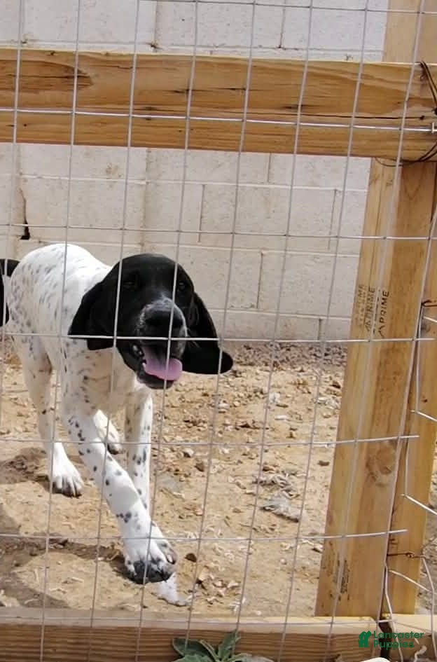 German Shorthaired Pointer dogs German Shorthaired Pointer Puppy 2 - Ad 3