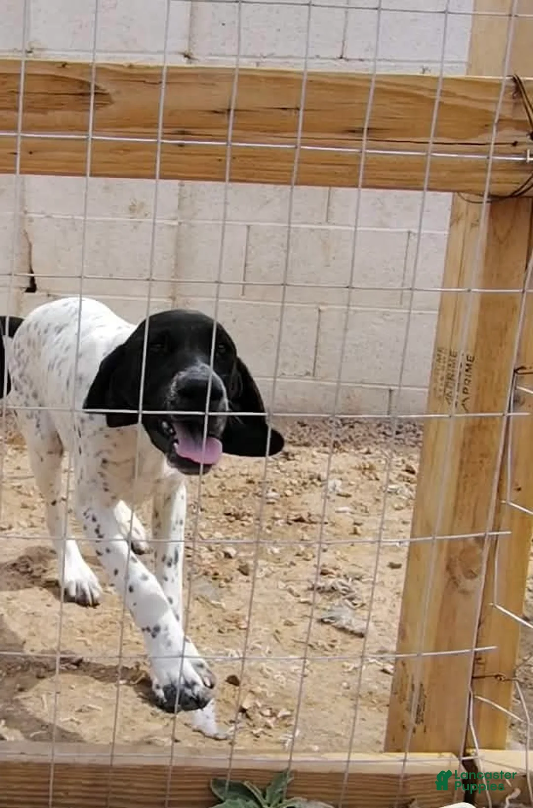 German Shorthaired Pointer dogs for sale: German Shorthaired Pointer Puppy 2 - Ad 1