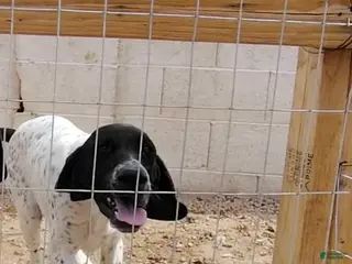 German Shorthaired Pointer dogs German Shorthaired Pointer Puppy 2 - Ad 3