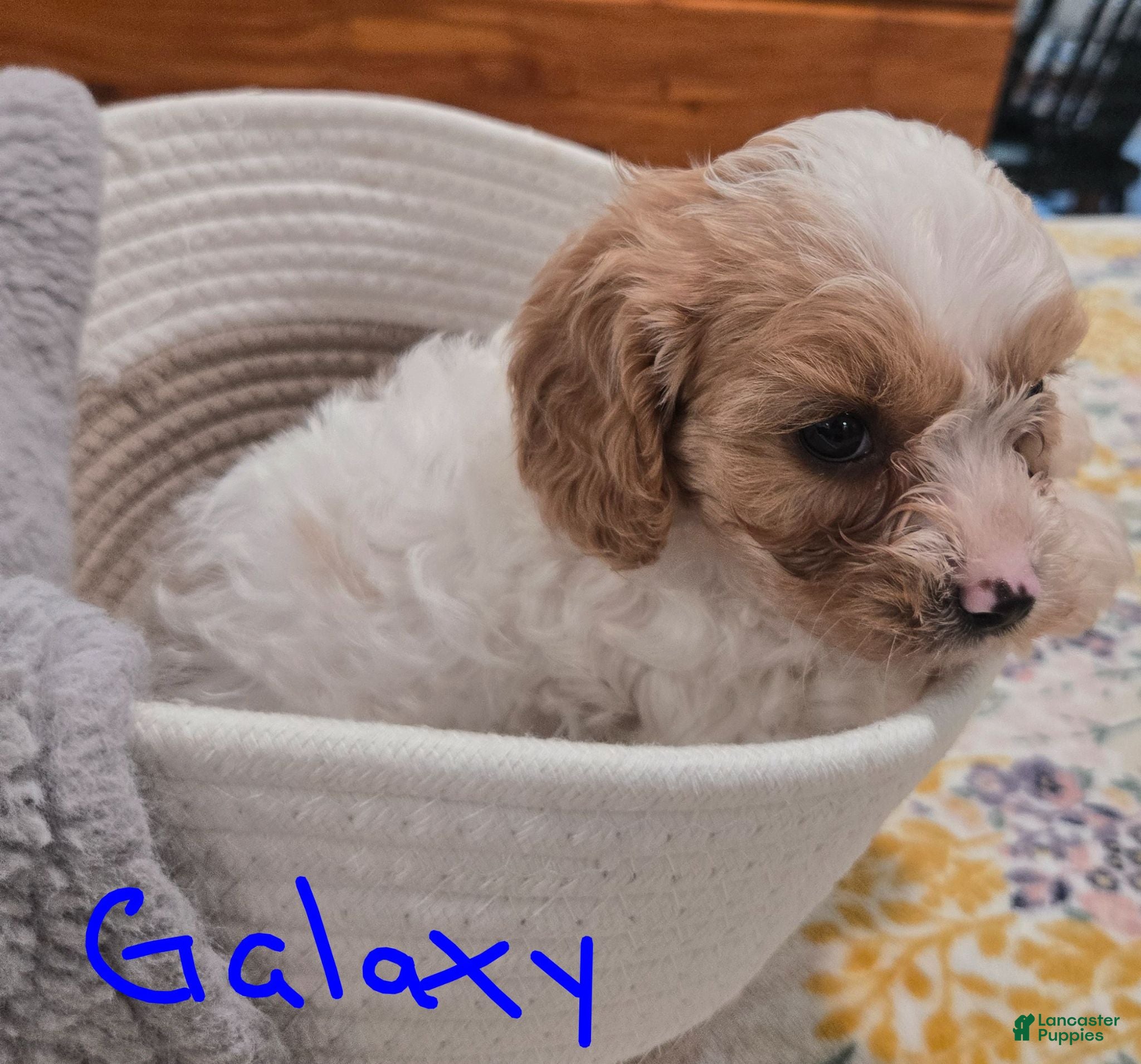 Cavapoo dogs Galaxy - Ad 2