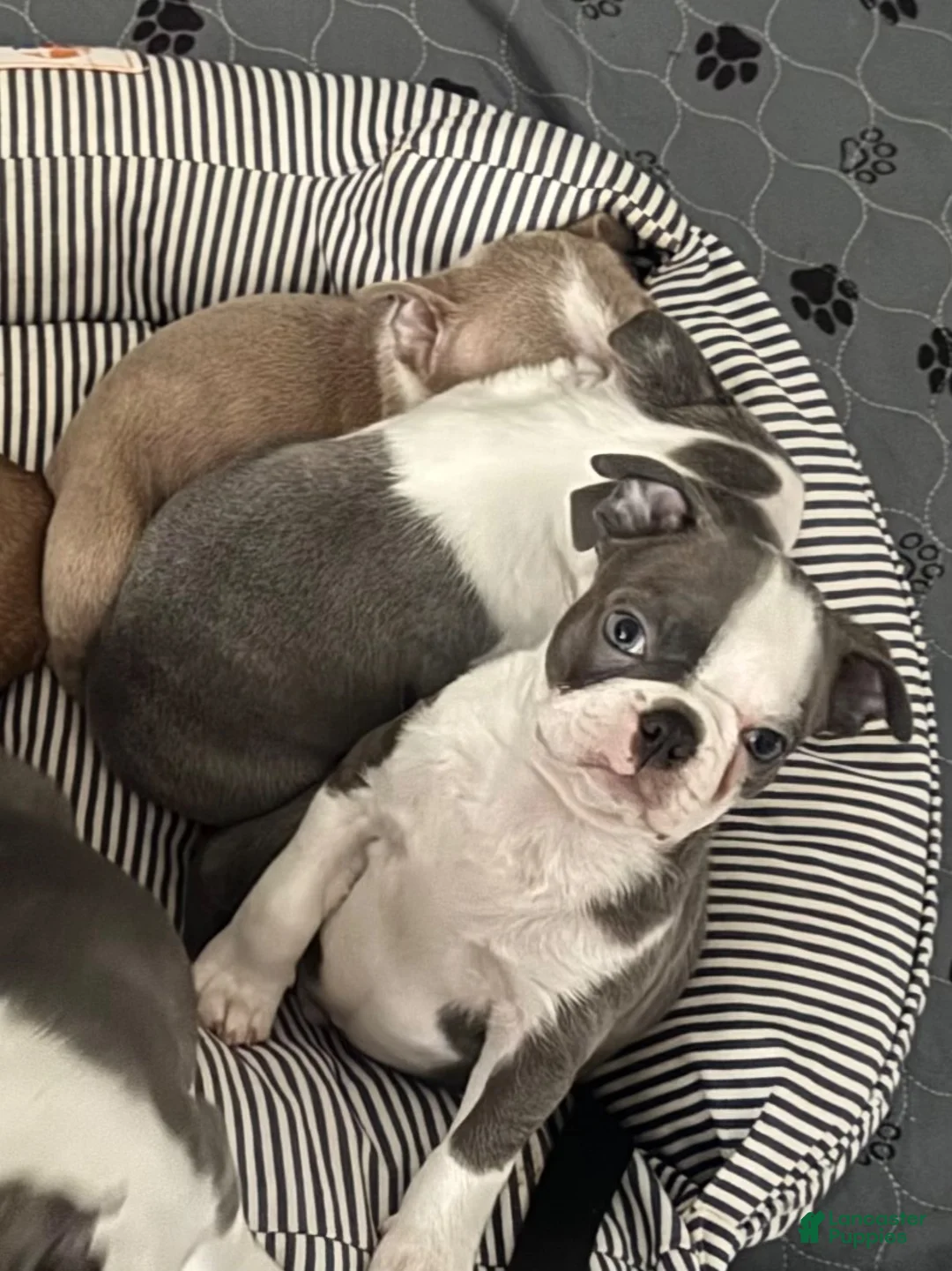 Boston Terrier dogs for sale: Max - Ad 1