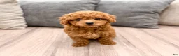 Cavapoo dogs for sale: Angela - Ad 2