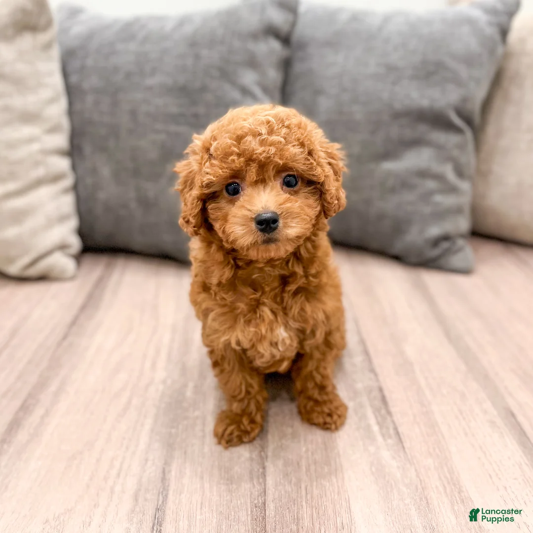 Cavapoo dogs for sale: Angela - Ad 2