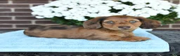 Miniature Dachshund dogs for sale: Jasper - Ad 4