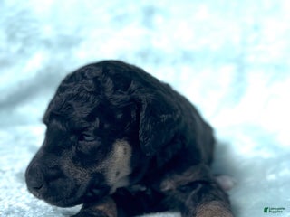 Standard Poodle dogs - Ad 6