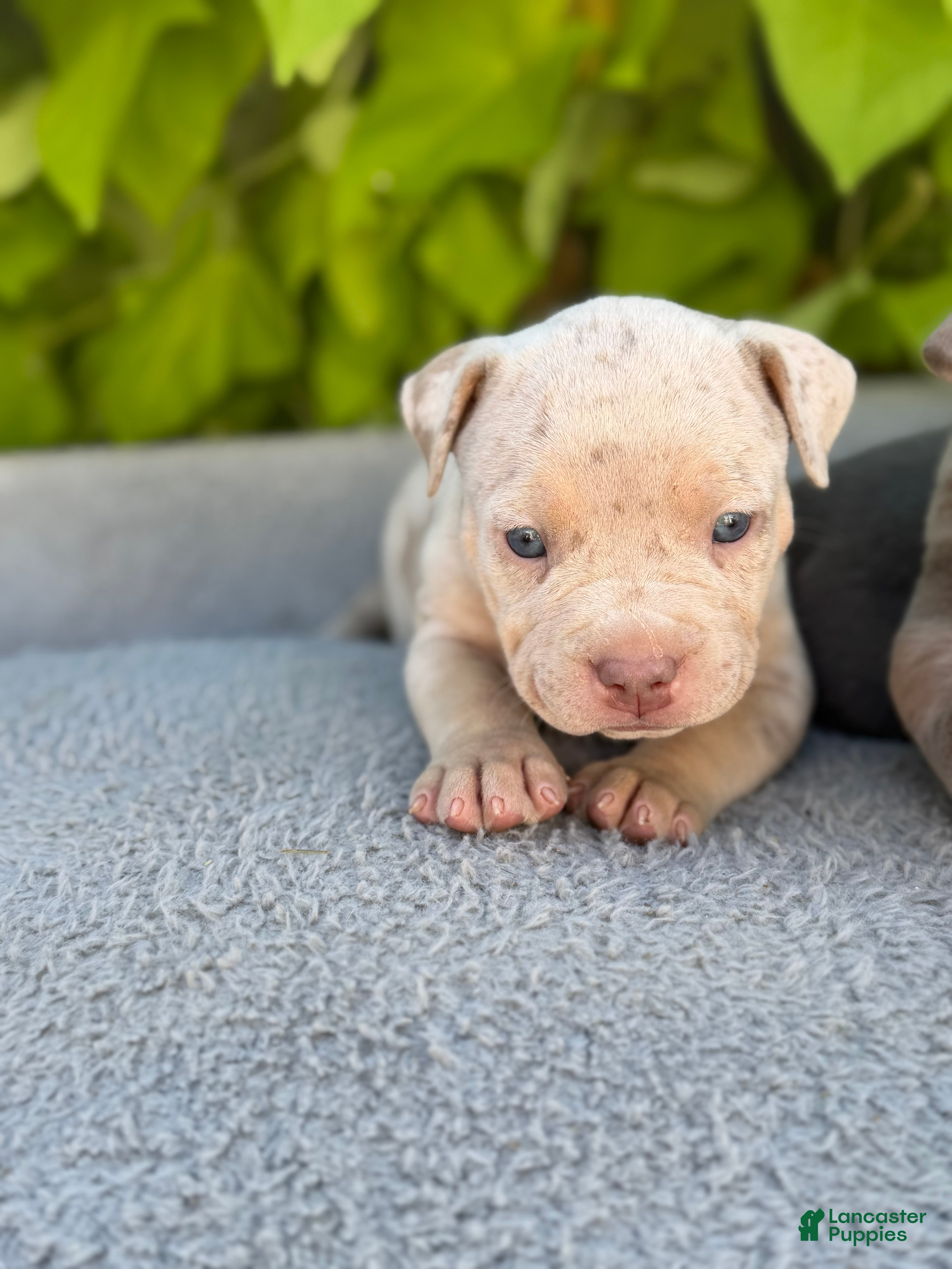 American Bully dogs Pearl - Ad 2