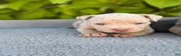 American Bully dogs for sale: Pearl - Ad 3