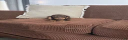 Miniature Dachshund dogs for sale: Miniature Dachshund 1 - Ad 1