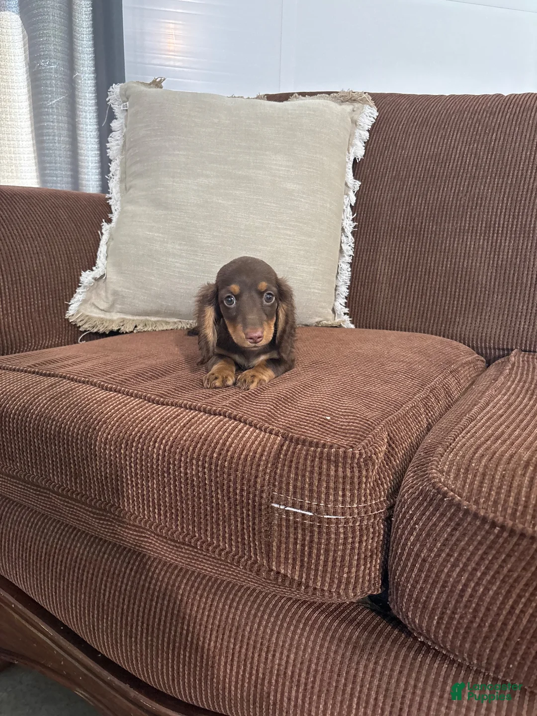 Miniature Dachshund dogs for sale: Miniature Dachshund 1 - Ad 1