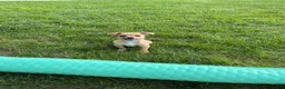 Chihuahua dogs for sale: Chihuahua 1 - Ad 9