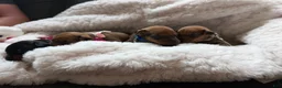 Miniature Pinscher dogs for sale: Miniature Pinscher 4 - Ad 1