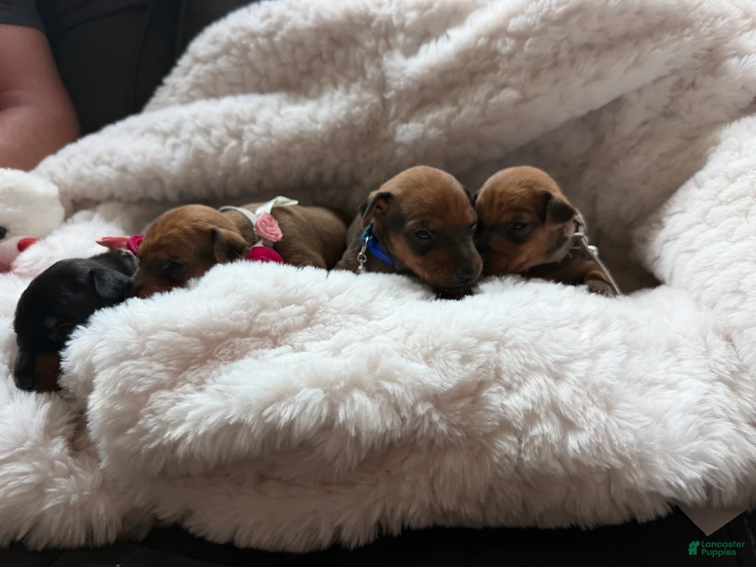 Miniature Pinscher dogs for sale: Miniature Pinscher 4 - Ad 1