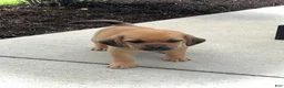 Puggle dogs for sale: Puggle 5 - Ad 4