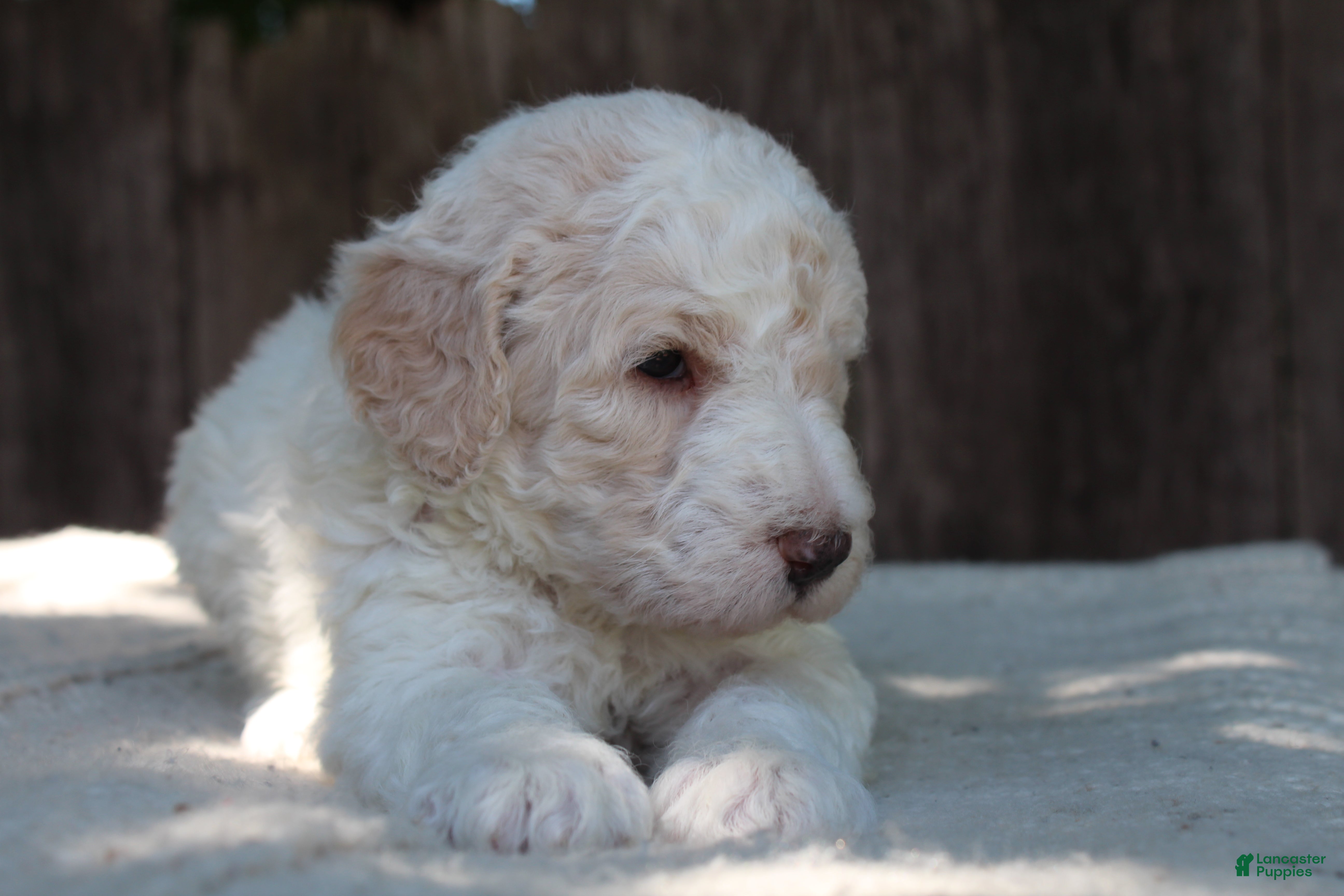 Standard Poodle dogs for sale: Canyon AKC Standard Poodle  - Ad 8