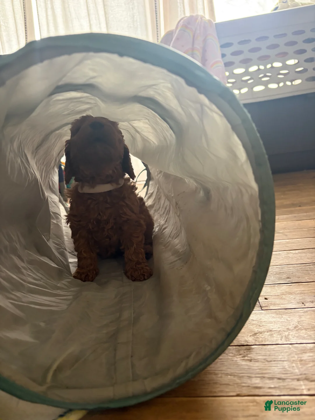 Mini Goldendoodle dogs for sale: Mini Goldendoodle Puppy 5 - Ad 1