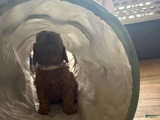 Mini Goldendoodle dogs Mini Goldendoodle Puppy 5 - Ad 42