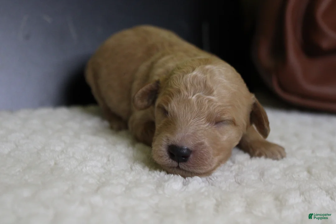 Goldendoodle dogs for sale: Alfredo - Ad 2