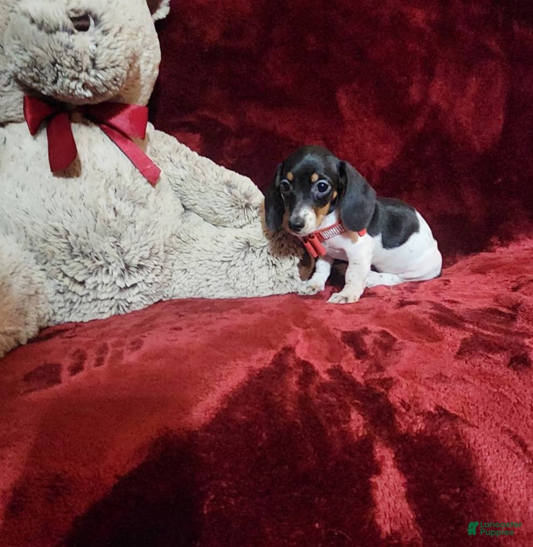 Miniature Dachshund dogs for sale: CHEYENNE - Ad 8
